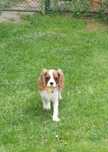 Cavalier King Charles spaniel piesek z rodowodem SWKIPR