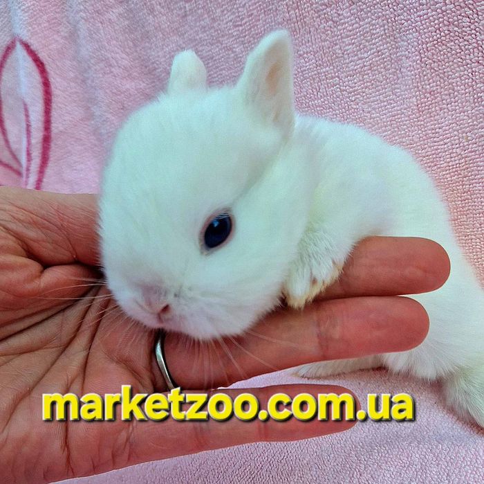 Міні кролик породи Гермелін | Відкрита бронь, карликовые кролики