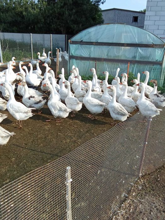 Sprzedam gęś/ gęsi