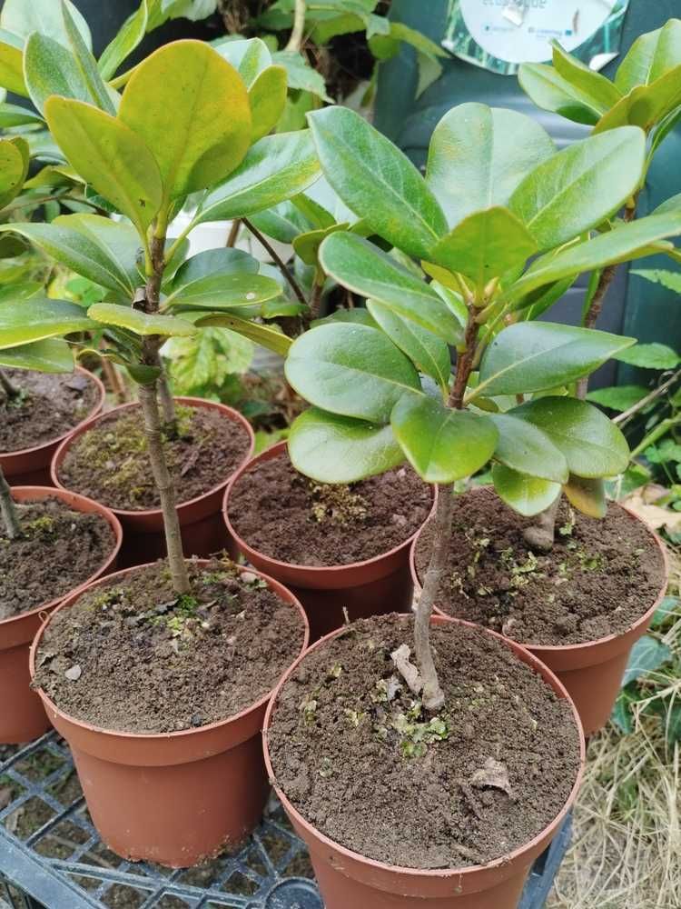 Rafiolepis / Rosinha da Índia - planta em vaso