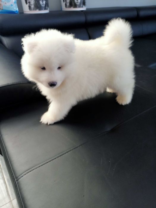 Samoyed  szczeniak -  suczka