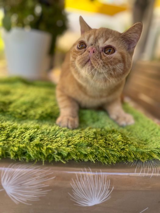 Gato Exotico Vermelho