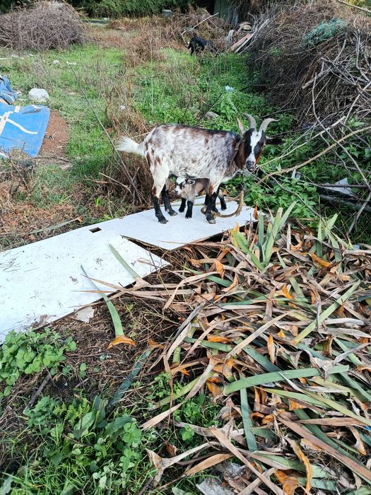 Vendo três cabras macho e fêmea