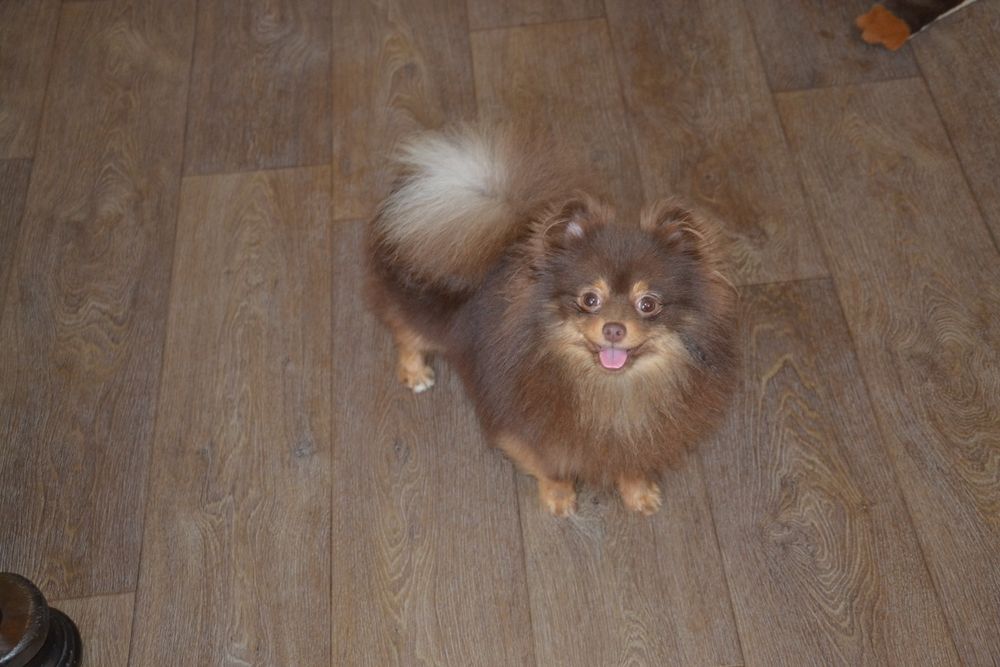 Шоколаднопідпалий хлопчик FCI КСУ