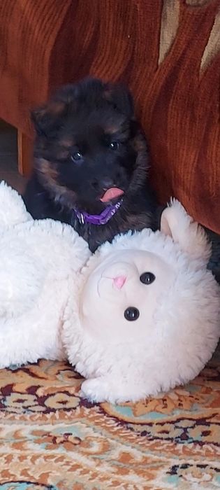 Довгошнерсні цуценята німецької вівчарки