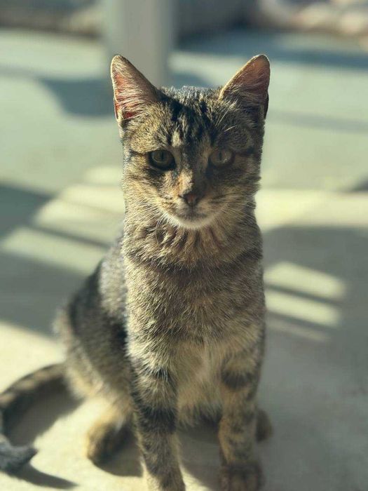Віддам чудове кошеня