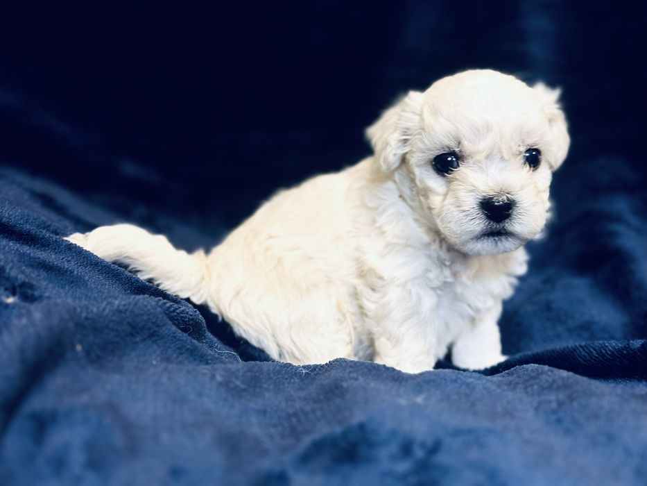 Bichon Frise szczenięta FCI – rezerwacje otwarte