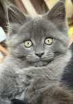 Kotka rasy Maine Coon