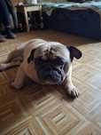 Bull Dog Francuski oddam za darmo