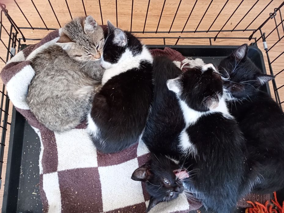 Oddam 3 kotki dwa kocurki