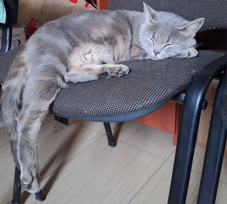 Стерилізована  молода киця шукає родину