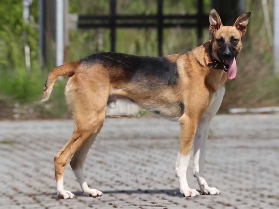 Strauss - przystojny młodzieniec szuka kochającego domu.