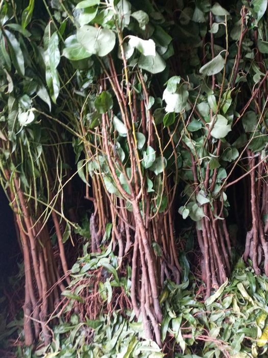 Саженцы плодовых и экзотических деревьев