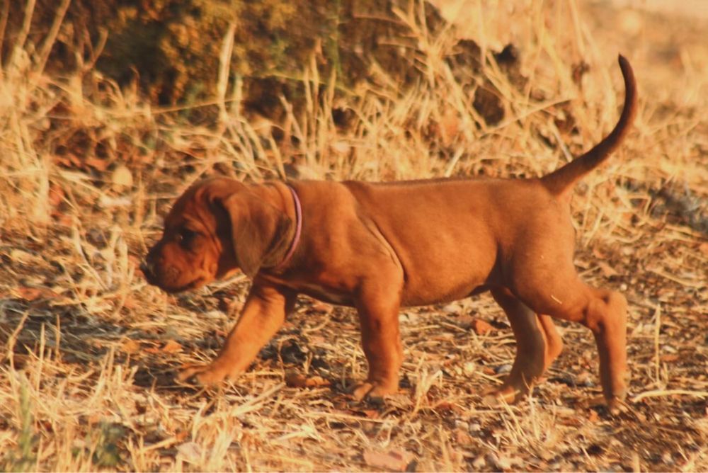 Cachorra Leão da Rodésia