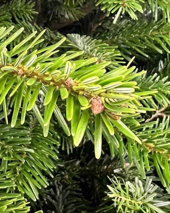 Новорічна Ялиця Нордмана, 120-220 см. Ялинки в горщиках, гурт