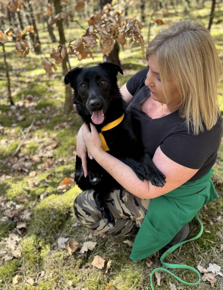 Czacza w typie labradora szuka domku