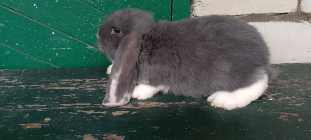 Продає молодняк французький  баран