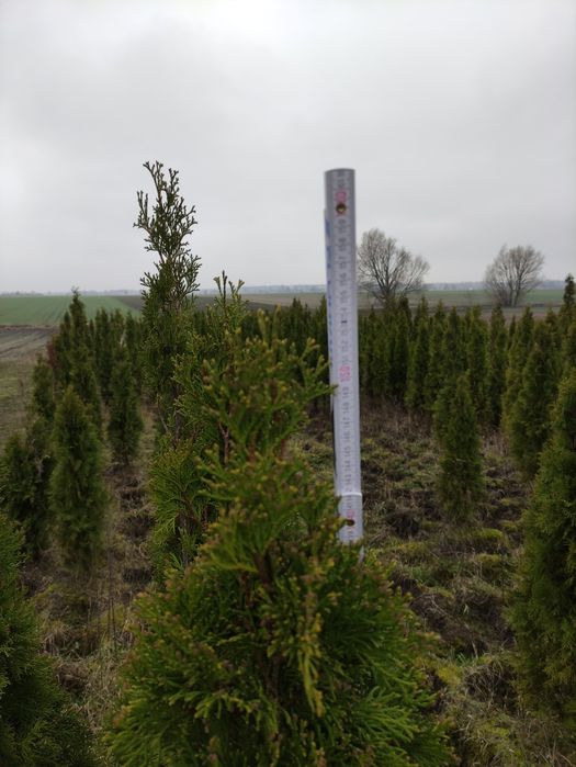Tuja thuja szmaragd