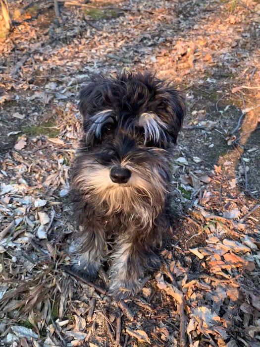 Цвергшнауцер вязка