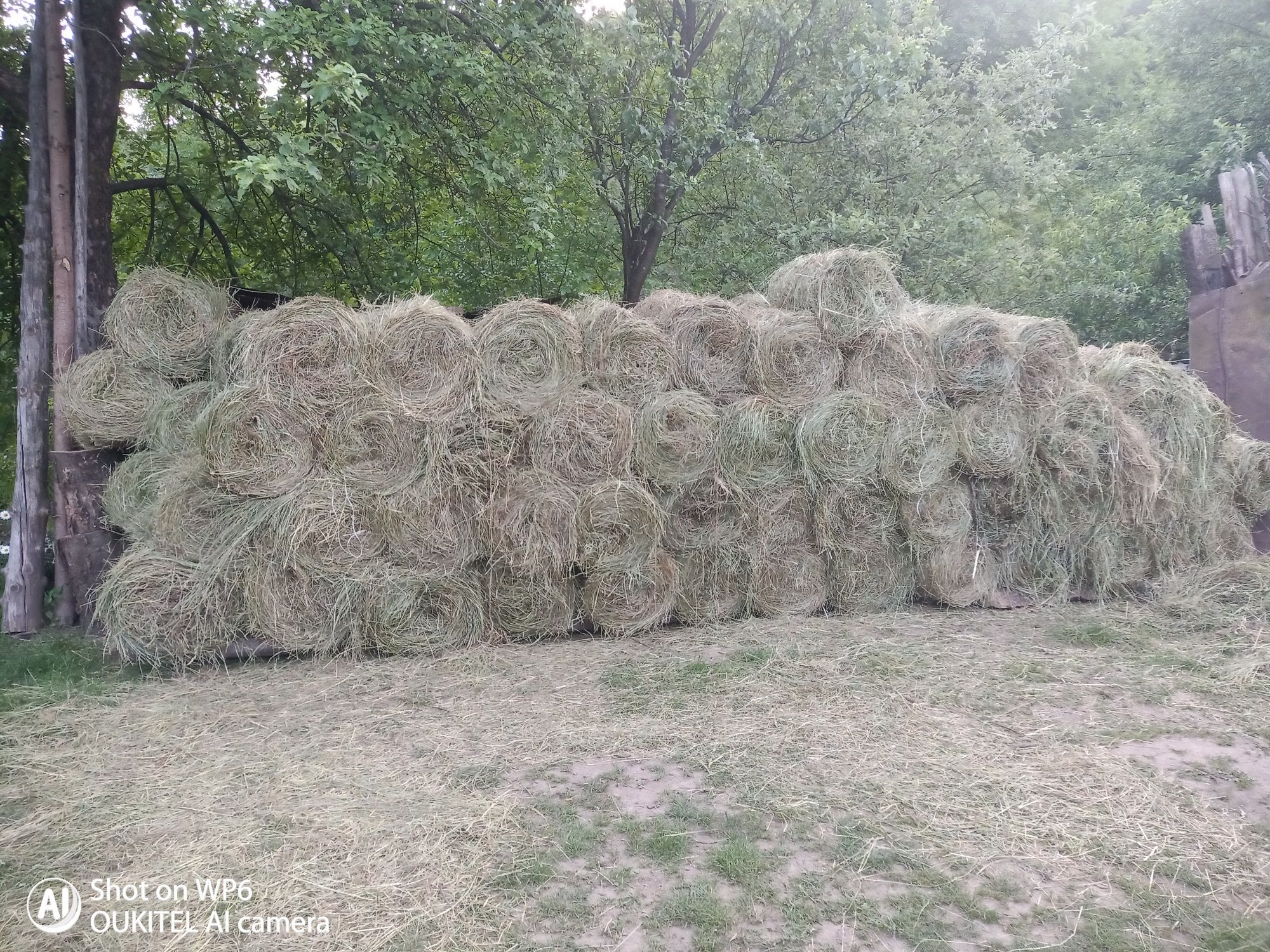 Продаж зерна та тюків( бал ) сіна та домашня картопля