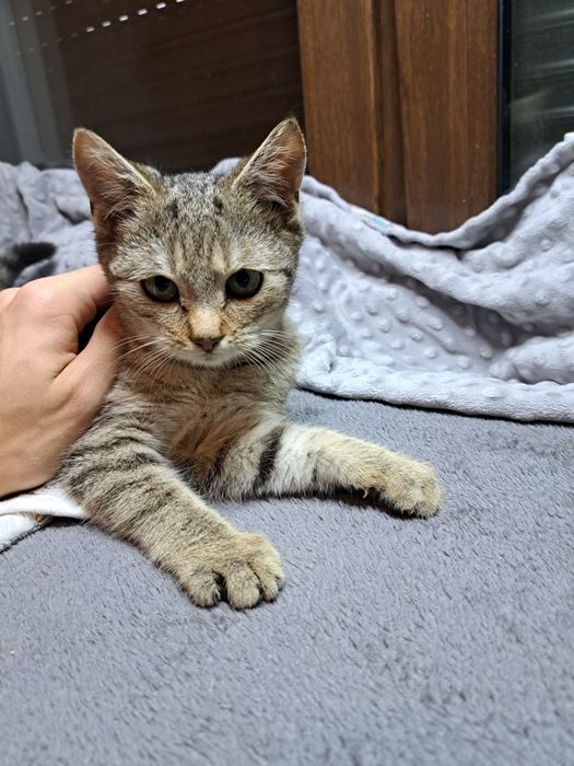 Mgiełka, kotka do adopcji