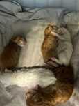 Koty Maine Coon ur. 26.06.2025