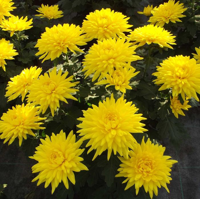 Chryzantemy , Chryzantema