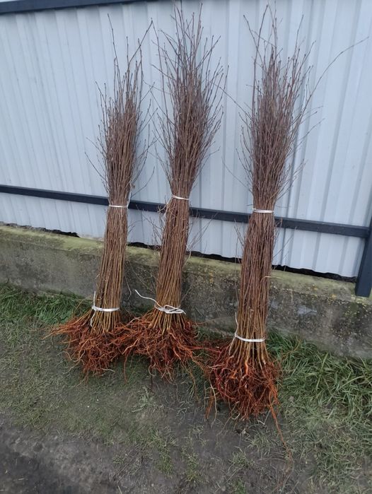 Саджанці Берези, саженцы берези, купить саденцы берези.