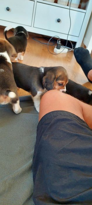 BEAGLE maluszek-