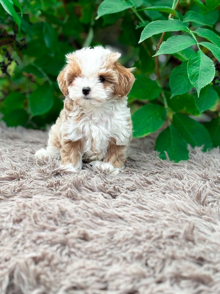 Mini Maltipoo bardzo inteligentna suczka po szkoleniu