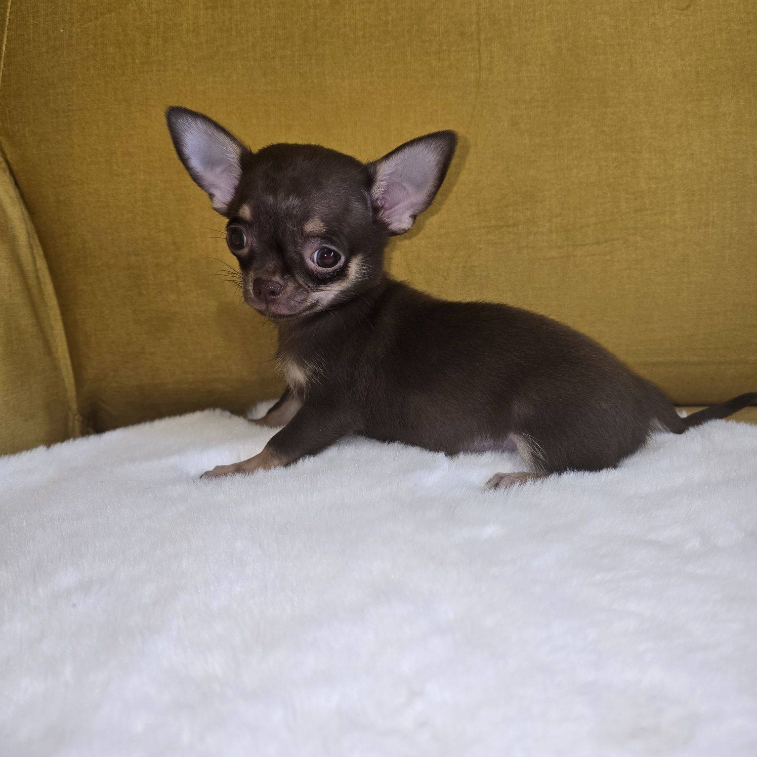 Juz do odbioru * Chihuahua samiec czekoladowy