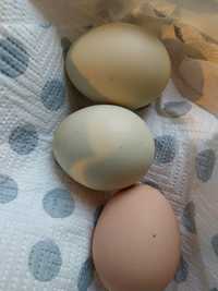 Jaja lęgowe kurze rasy sussex,leghorn