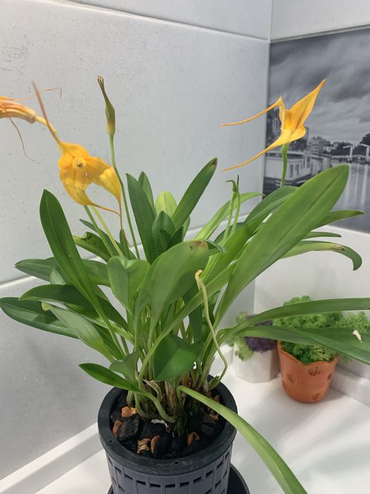 Орхідея Масдевалія (Masdevallia) - величезний кущик