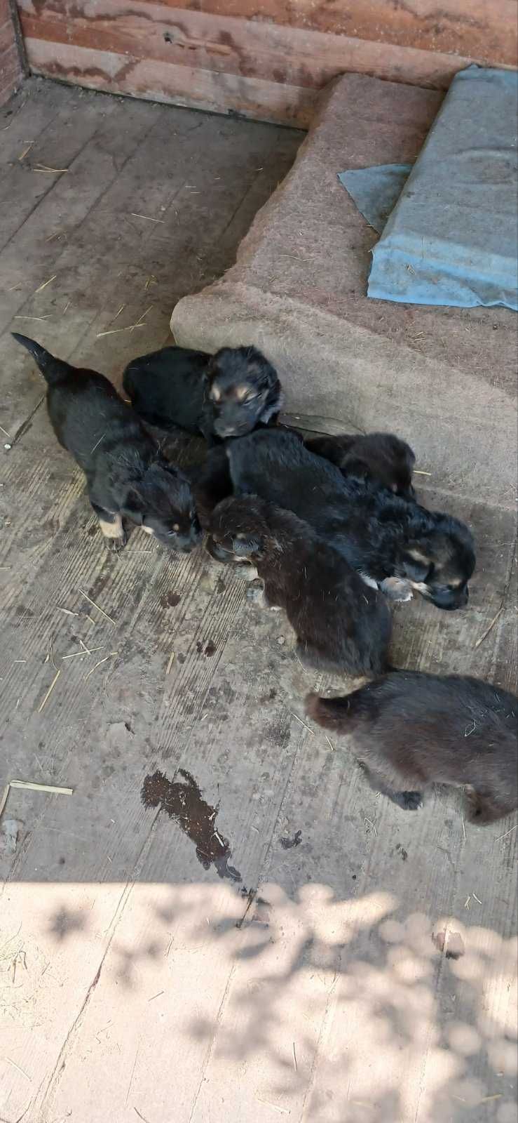 Цуценята німецької вівчарки