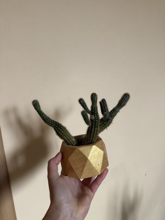 Кактус в кашпо вазон