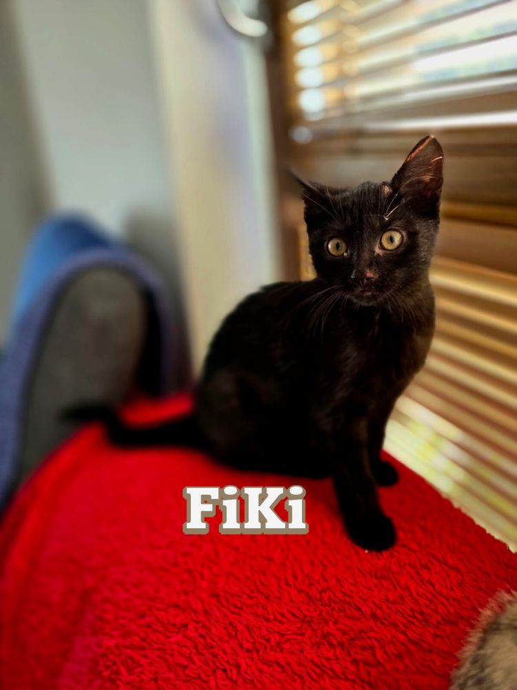 Kotki do adopcji