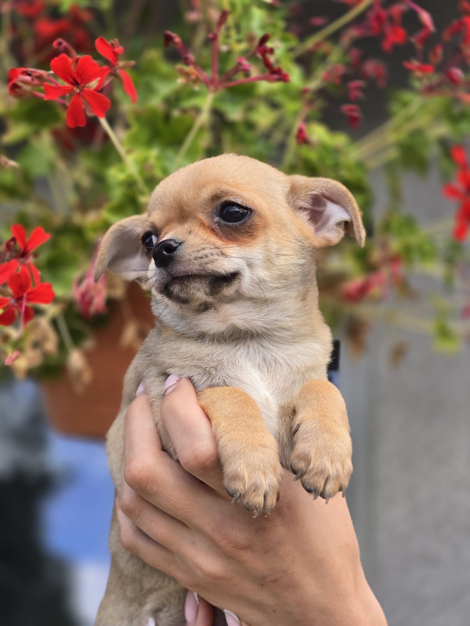 CHIHUAHUA piesek szczenię do odbioru szczeniak
