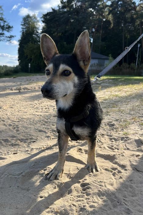 Mały Piesek do adopcji