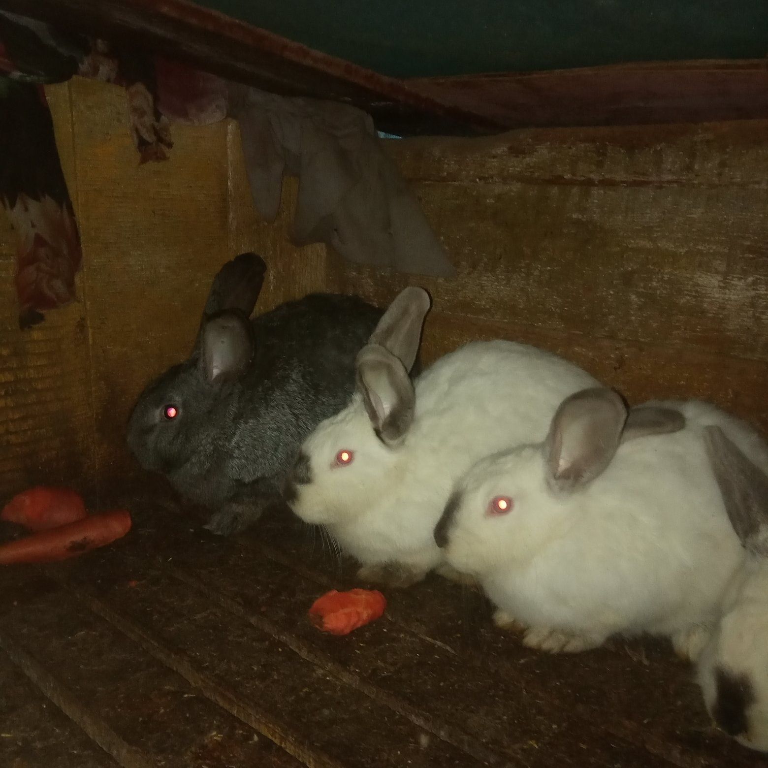 Кролики разные породы и возраст