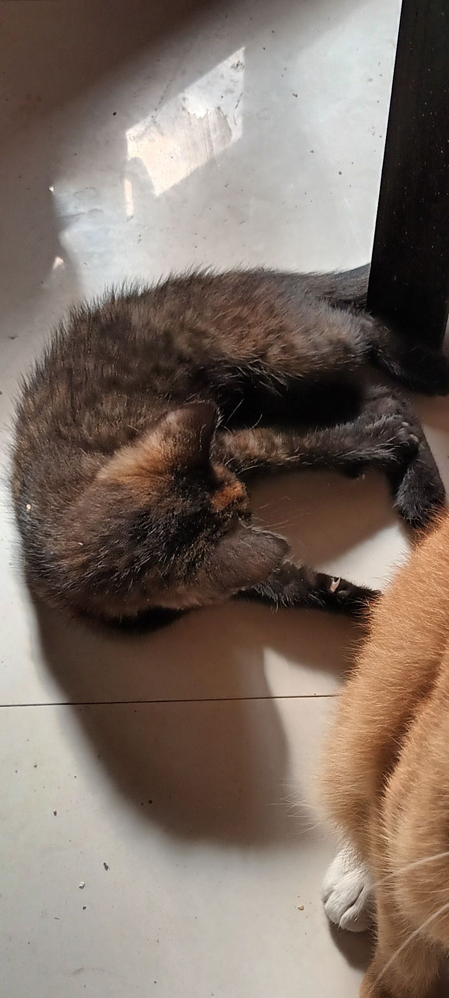 Oddam za darmo kotki w dobre ręce