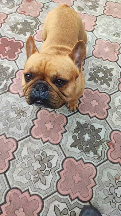 Французский бульдог ждёт ДАМ для вязки