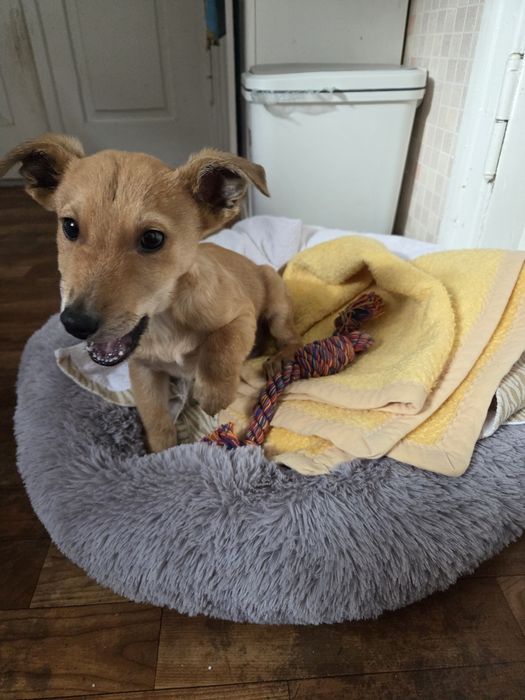 Отдам в хорошие руки