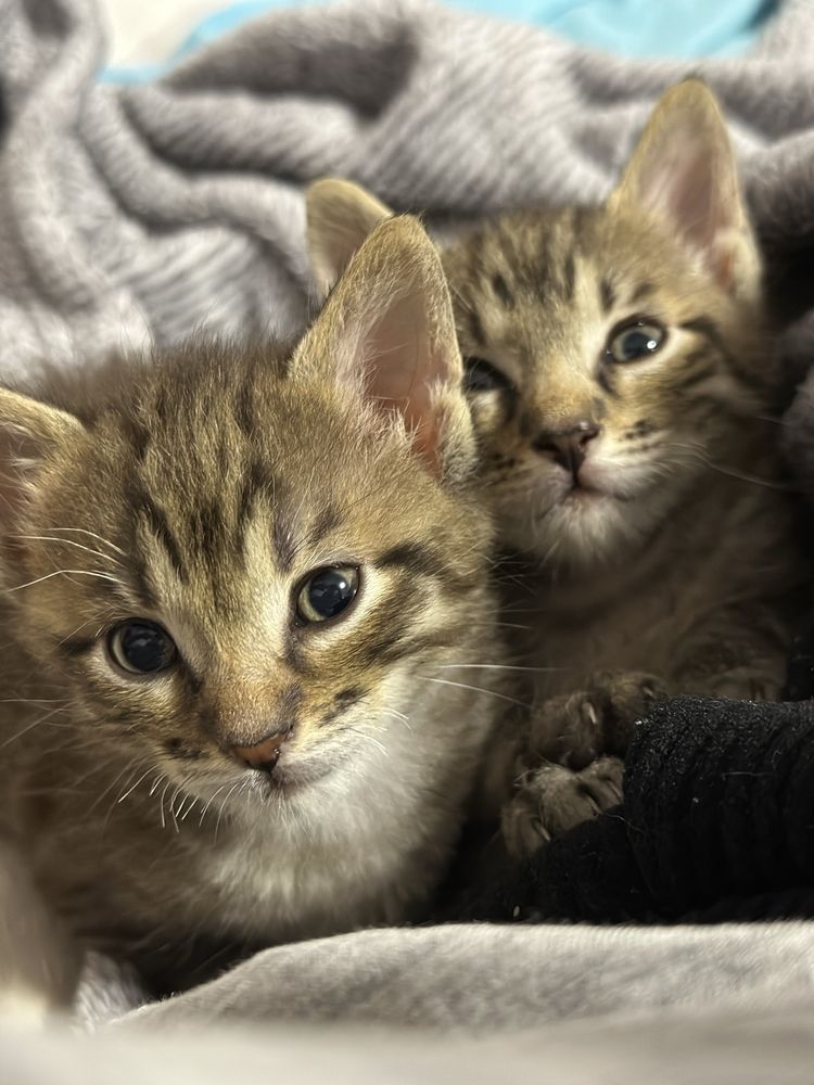 Віддам кошенят котят у добрі рукі