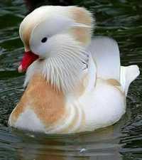 Casal patos mandarins branco