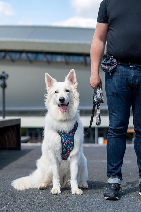 regulowana obroża dla psa kundelka beagle s/m 20 mm  zielona we wzory