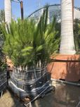 Pinheiro Manso - Pinus Pinea 200cm vaso 10 Litros