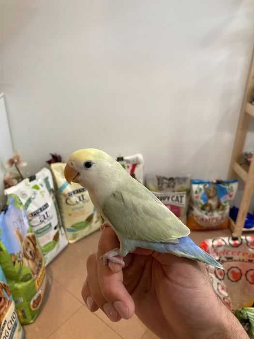 Agapornis Roseicollis Domesticados ( Loja Profissional )