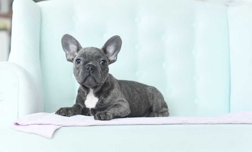 buldog francuski-niebieska suczka