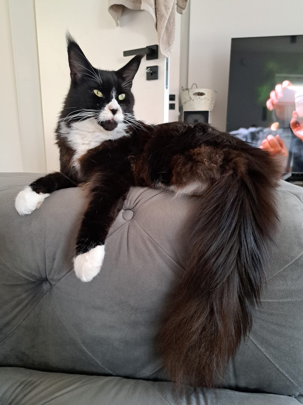 Duży Maine Coon PARYS
