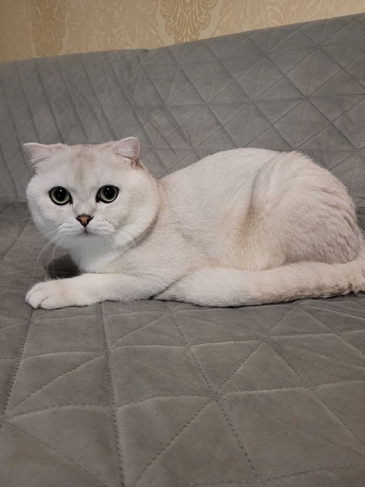 Шукаємо наречену для шотландського кота Сільвера – перша в’язка